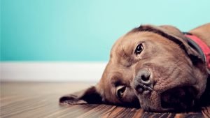Köpeklerde Cilt Hastalıkları