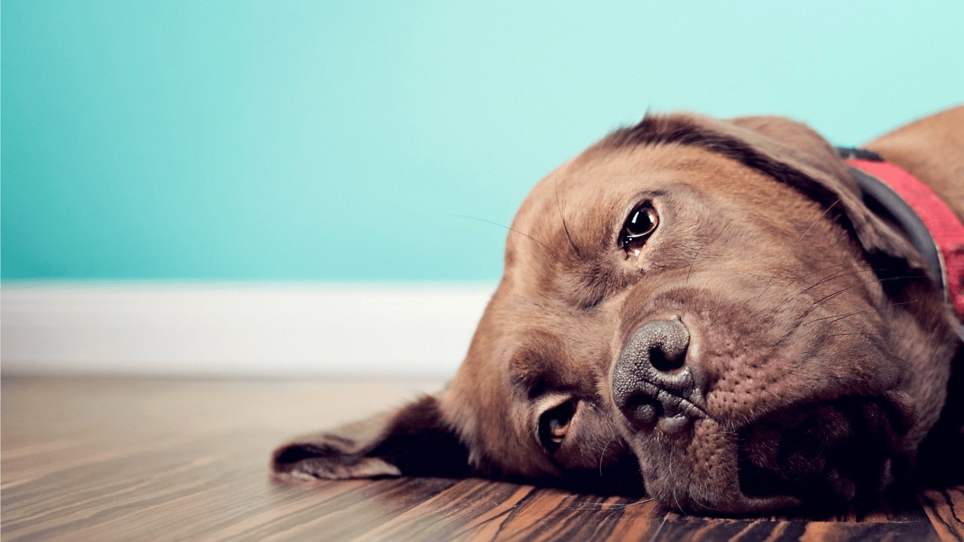 Köpeklerde Cilt Hastalıkları