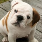 Köpeklerde Gençlik Hastalığı