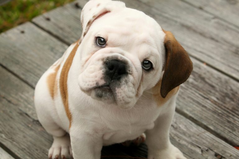 Köpeklerde Gençlik Hastalığı