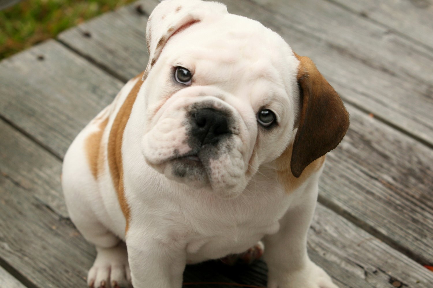 Köpeklerde Gençlik Hastalığı