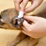 Köpeklerde Kulak Akıntısı