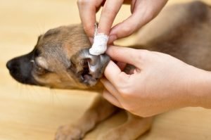 Köpeklerde Kulak Akıntısı