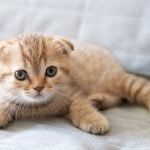 Scottish Fold