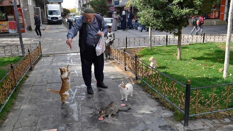 Camiye Giderken Bulduğu Kedi Hayatını Değiştirdi