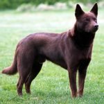 Avustralyalı Kelpie