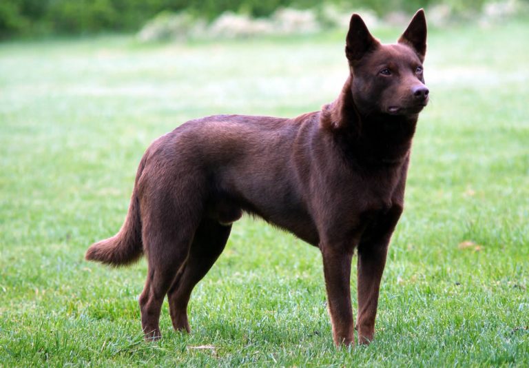 Avustralyalı Kelpie