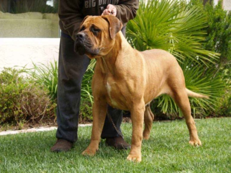 Bandogge Mastiff