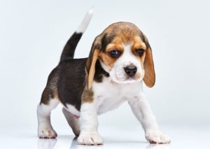 Beagle