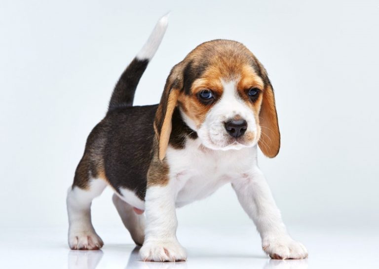 Beagle