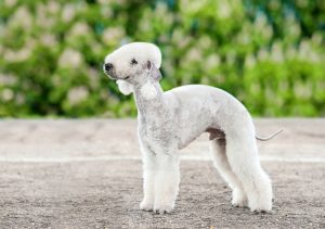 Bedlington Terrier