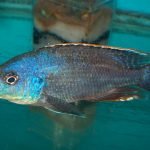Caprichromis Liemi