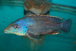 Caprichromis Liemi