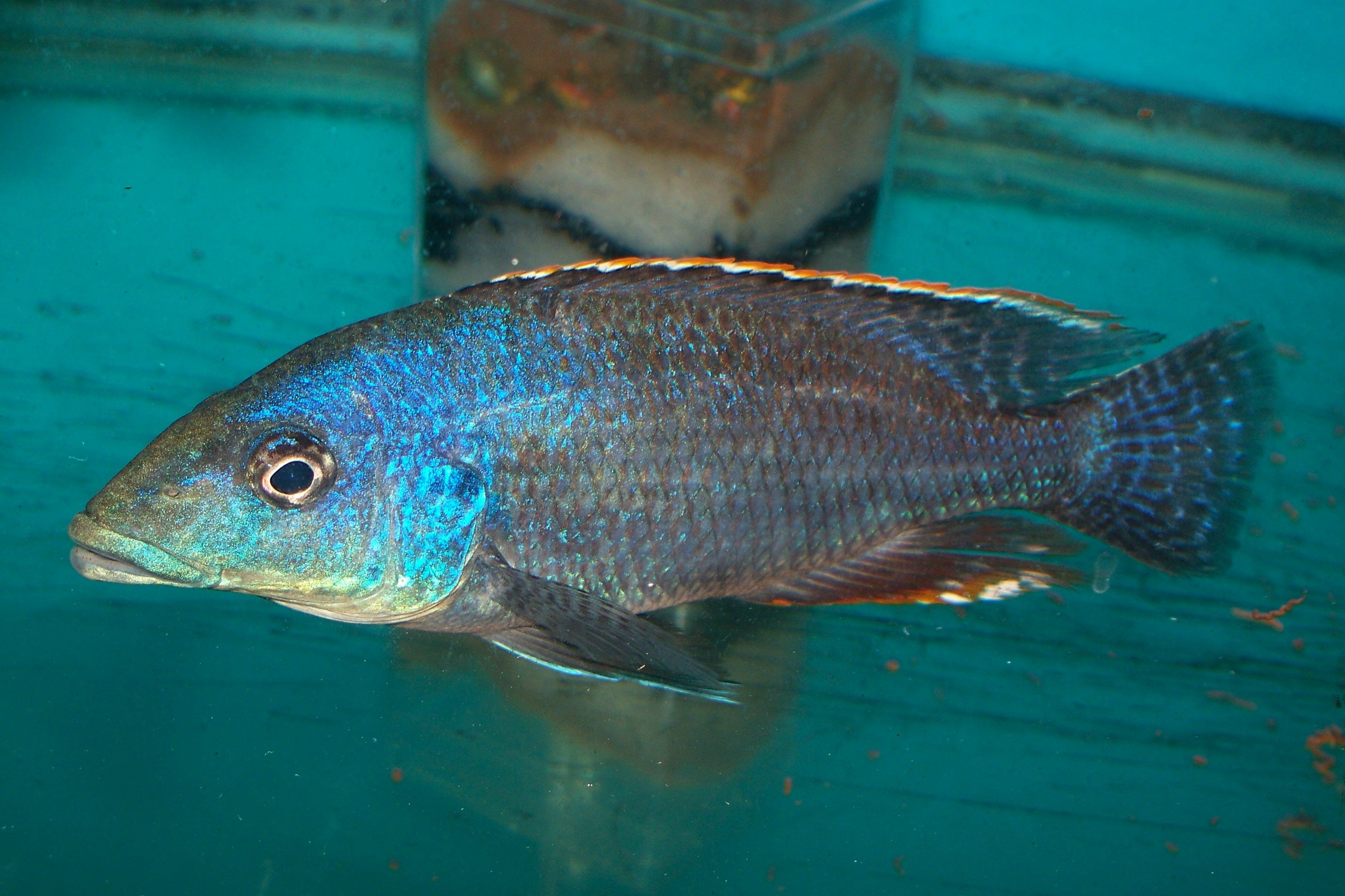 Caprichromis Liemi