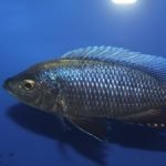 Copadichromis ilesi
