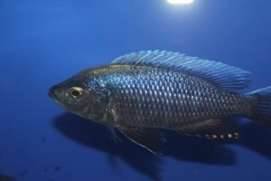 Copadichromis Ilesi
