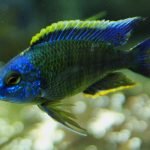 Copadichromis Mbenjii