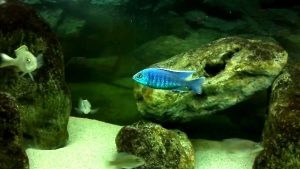 Copadichromis Sp. ”Mloto Fluorescent”