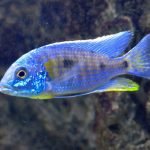 Copadichromis Verduyni