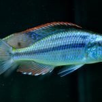 Dimidiochromis Compressiceps (Yaprak Cichlid)