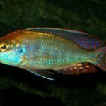 Lethrinops Lunaris