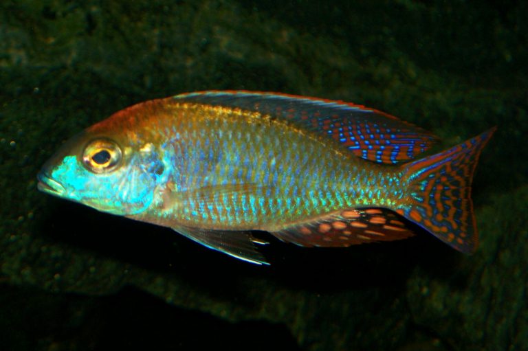 Lethrinops Lunaris