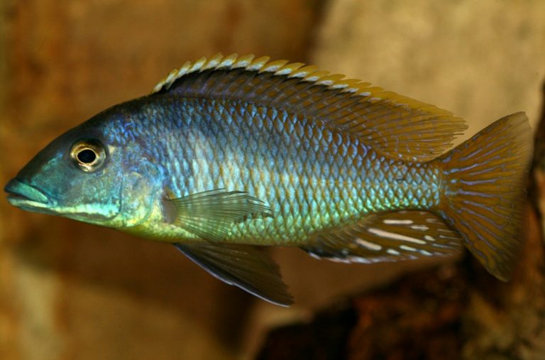 Mylochromis Lateristriga