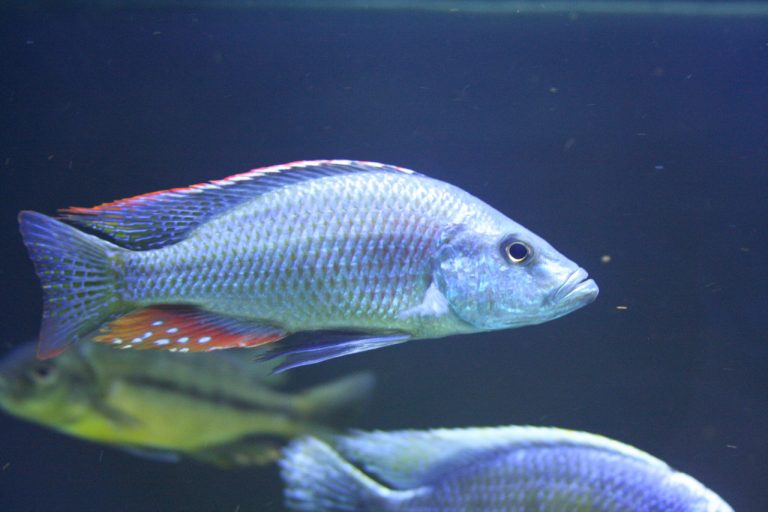 Dimidiochromis Strigatus