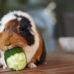 Ginepig