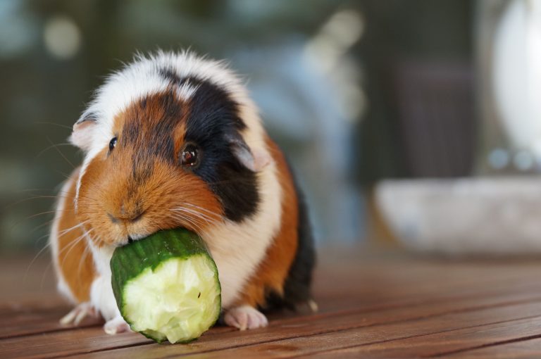 Ginepig Kafesleri için Taban Malzemeleri