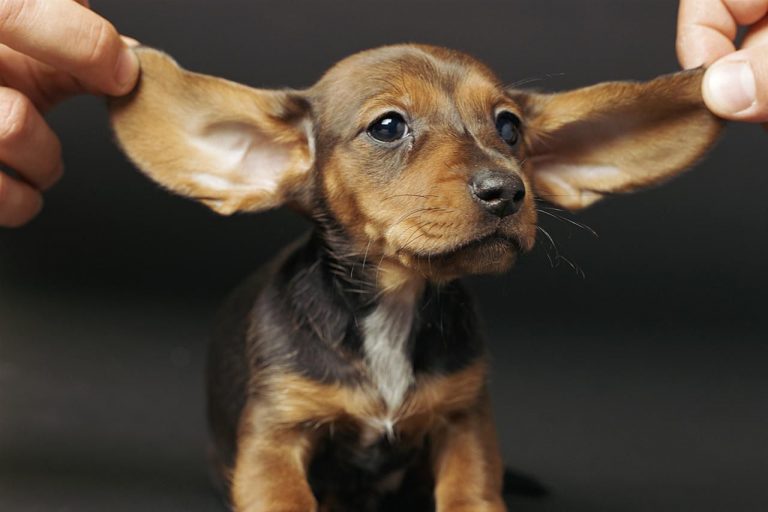 Köpek Kulak Bakımı ve Temizliği