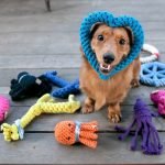Köpek Oyuncakları