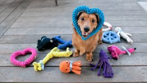 En Popüler Köpek Oyuncakları