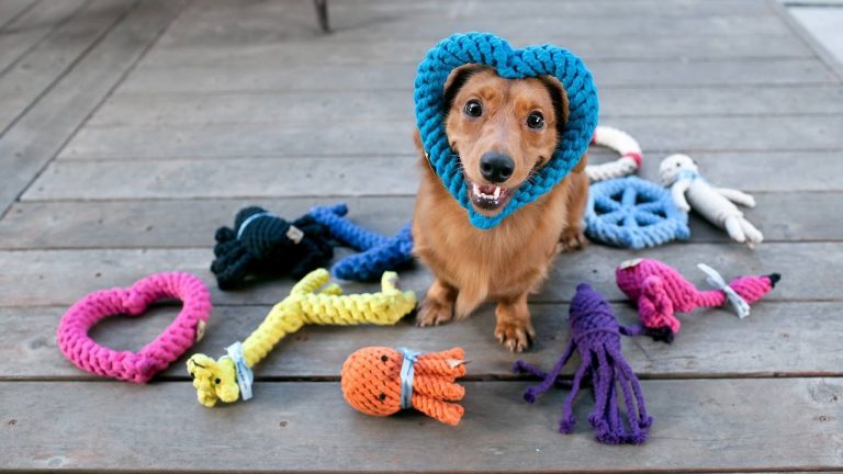 En Popüler Köpek Oyuncakları