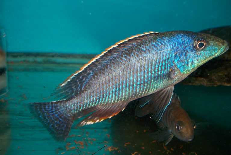 Nimbochromis Linni