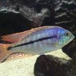 Protomelas Similis