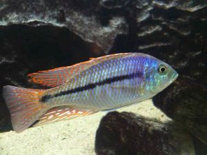 Protomelas Similis