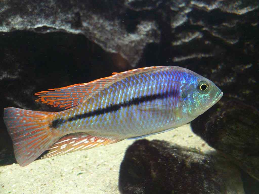Protomelas Similis