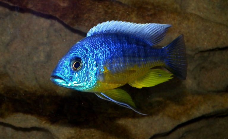 Protomelas Spilonotus Tanzania