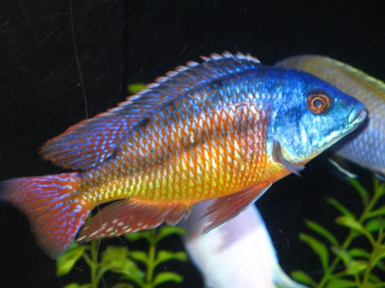 Protomelas Taeniolatus