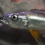 Rhamphochromis Longiceps