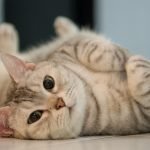 Kedi Aşı Takvimi