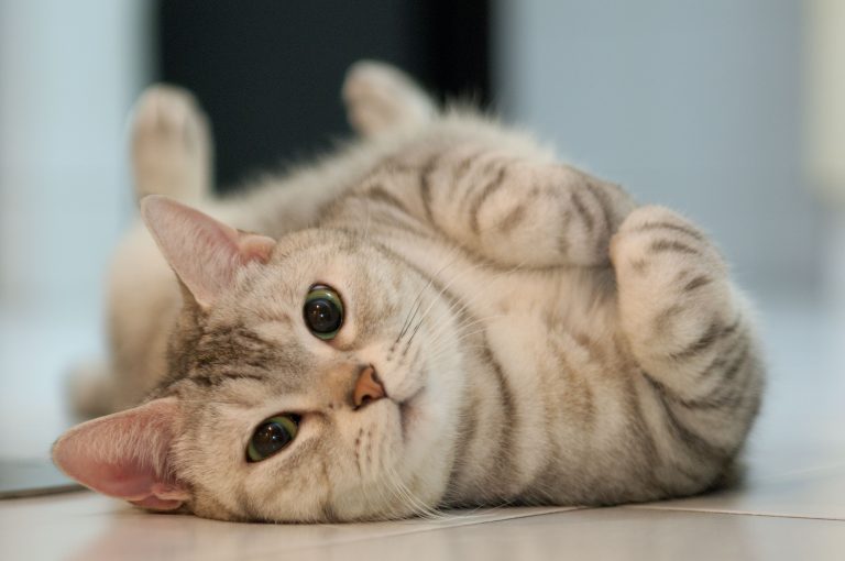 Kedi Aşı Takvimi