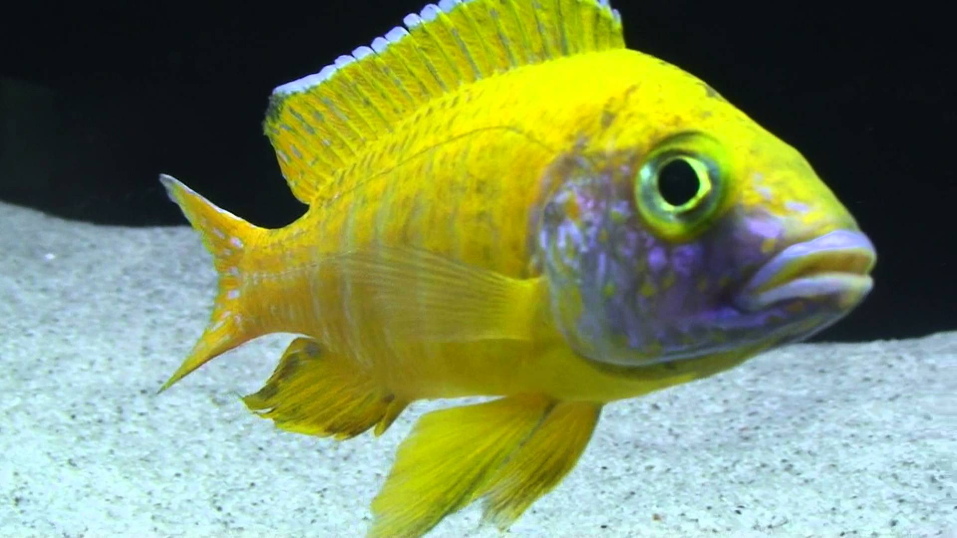 Aulonocara Baenschi