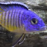 Aulonocara Hueseri