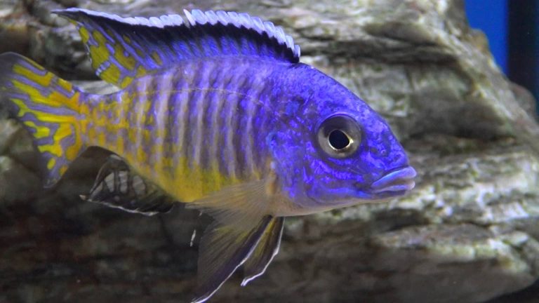 Aulonocara Hueseri