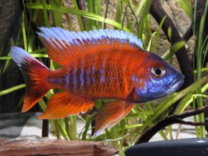 Aulonocara Jacobfreibergi