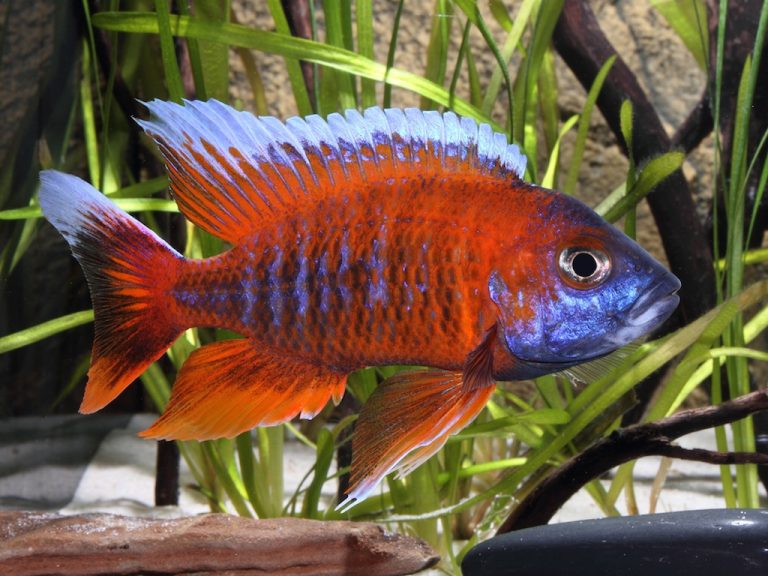 Aulonocara Jacobfreibergi