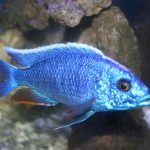 Aulonocara Masoni