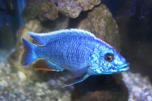 Aulonocara Masoni